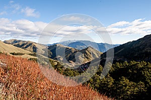 The Miscanthus transmorrisonensis in the high mountain