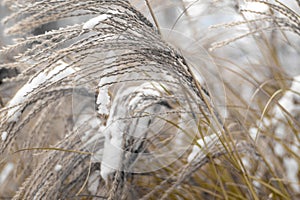 Miscanthus under the snow in winter. Garden plant