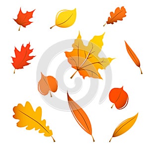 Miscellaneous fall leaves