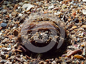 Miscellaneous marine bivalve mollusk, Bivalvia. Loch Creran, Scotland photo