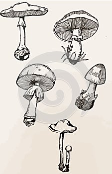 Miscellaneous Mushroom Drawing Aesthetic, Mold Spore Vector Outline, Fungus Sketch.