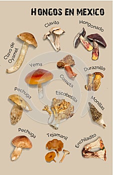 Miscellaneous Mushroom Drawing Aesthetic, Mold Spore Vector Outline, Fungus Sketch.