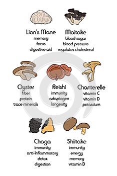 Miscellaneous Mushroom Drawing Aesthetic, Mold Spore Vector Outline, Fungus Sketch.