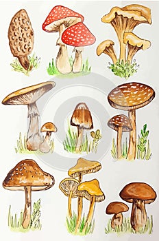 Miscellaneous Mushroom Drawing Aesthetic, Mold Spore Vector Outline, Fungus Sketch.