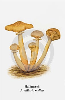 Miscellaneous Mushroom Drawing Aesthetic, Mold Spore Vector Outline, Fungus Sketch.