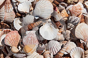 Miscellaneous sea shells