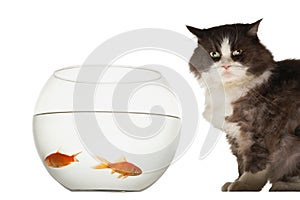 Mischeavous cat looking at goldfish bowl