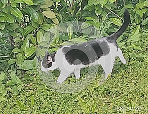 * MISCHEVIOUS CAT TIME! *