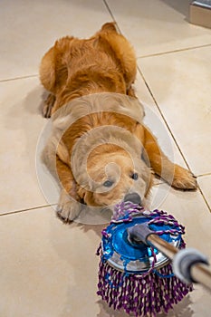 Mischief golden dog playing and biting the floor wiper photo