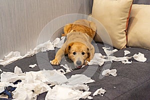 Mischief golden dog playing with white tissue papers on sofa