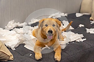 Mischief golden retriever playing toilet paper on sofa bed