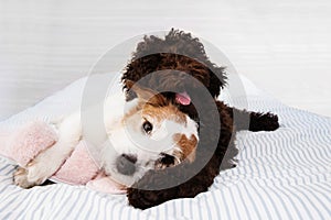 Mischief puppy. two dogs playing ob bed with slipper toes. Obedience concept