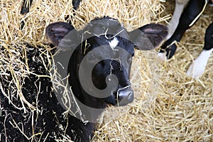 Mischievous Calf