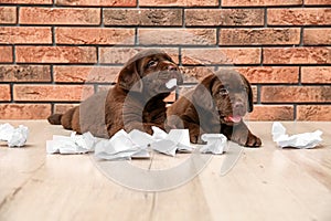 Mischievous chocolate Labrador Retriever puppies