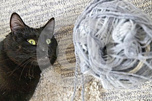 Mischievous Feline Plotting- Yarn-Obsessed Black Cat Contemplates Its Next Move
