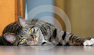 Mischievous and lovely civet cat
