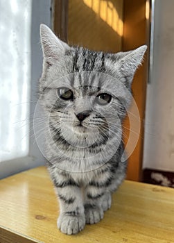 Mischievous and lovely civet cat