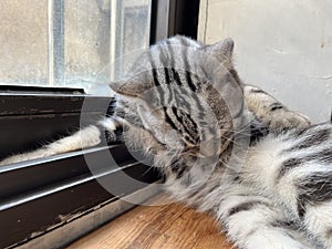 Mischievous and lovely civet cat
