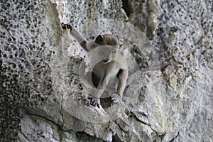 Mischievous Monkey on Rocky Outcrop