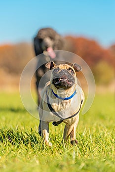 Mischievous Pug being chased