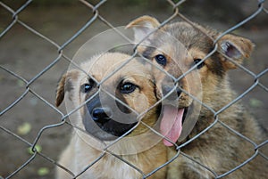 miserable sad doggies behind barbed wire