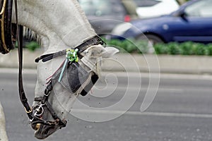 Miserable Spanish horse attacked by flies