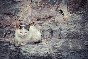 Miserable stray kitten with old stone wall on background and copy space