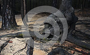 Misformed tree trunk in North Carolina