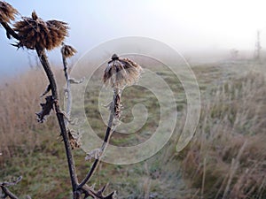 Misfy frosty autumn morning in the nature