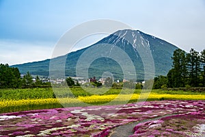 Mishima`s Shibazakura garden and Mount Yotei