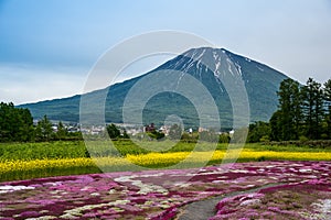 Mishima`s Shibazakura garden and Mount Yotei, Kutchan, Hokkaido Prefecture, Japan