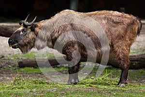 Mishmi takin Budorcas taxicolor taxicolor