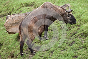 Mishmi takin Budorcas taxicolor taxicolor