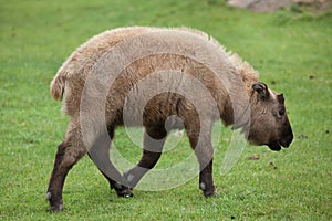 Mishmi takin Budorcas taxicolor taxicolor