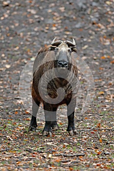 Mishmi takin, Budorcas taxicolor taxicolor, goat-antelope from Asia. Big animal in the nature habitat. Wildlife scene from