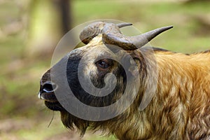 The Mishmi takin Budorcas taxicolor taxicolor, portrait. An endangered goat-antelope portrait