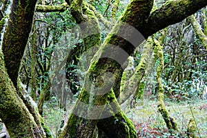 Misleading mystical forest in La Gomera Island