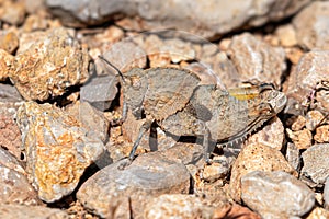 Misleading Stone Grasshopper - Ocnerodes fallaciosus