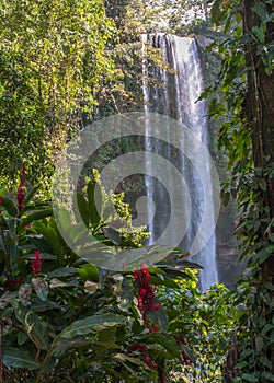 Misol-Ha waterfall (Cascada de Misol-Ha) among trees and flowers, Chiapas, MÃÂ©xico photo