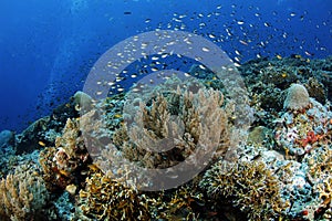 Misool Coral Reef with Schooling Fish