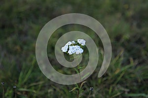 Mispick flower on the meadow