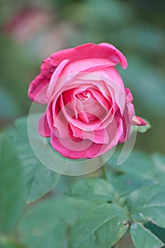 Miss all-american beauty, a pink rose in a garden