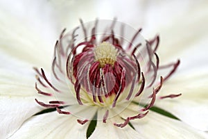 Miss Bateman Clematis flower