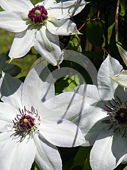 Miss Bateman white clematis flowering vine