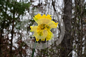 Miss Biggly [Daffodil hybrid]