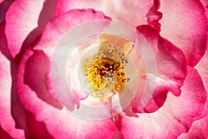 Miss Congeniality Grandiflora Rose in Bloom