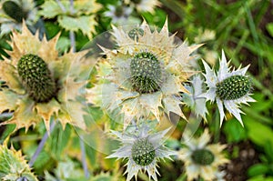 Miss Willmott`s Ghost, Eryngium giganteum photo