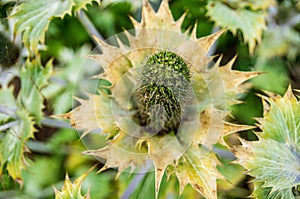 Miss Willmott`s Ghost, Eryngium giganteum photo