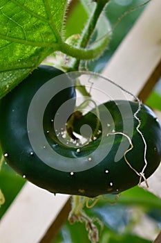 A Misshaped or Misfit Cucumber in the Garden