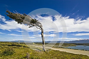 Misshapen by wind tree in patagonia tierra del fuego